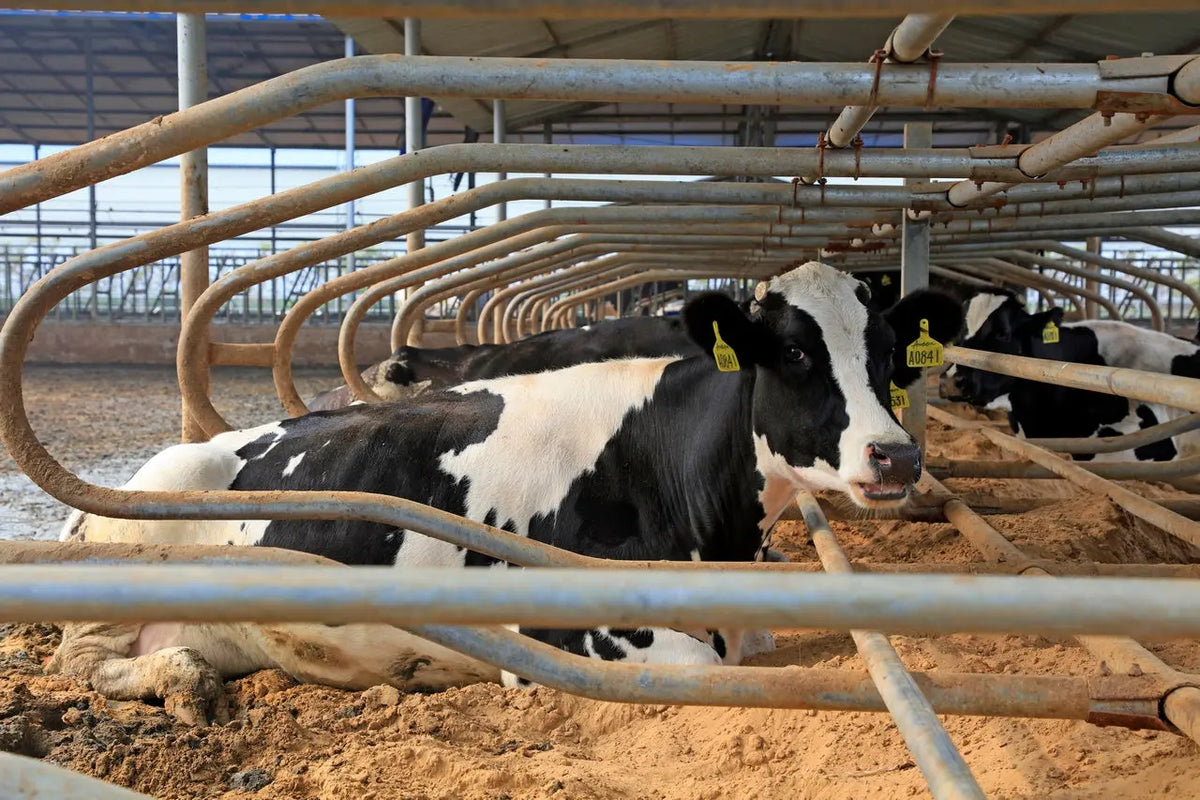 Litière en sable pour vaches Vicasani Mineravi