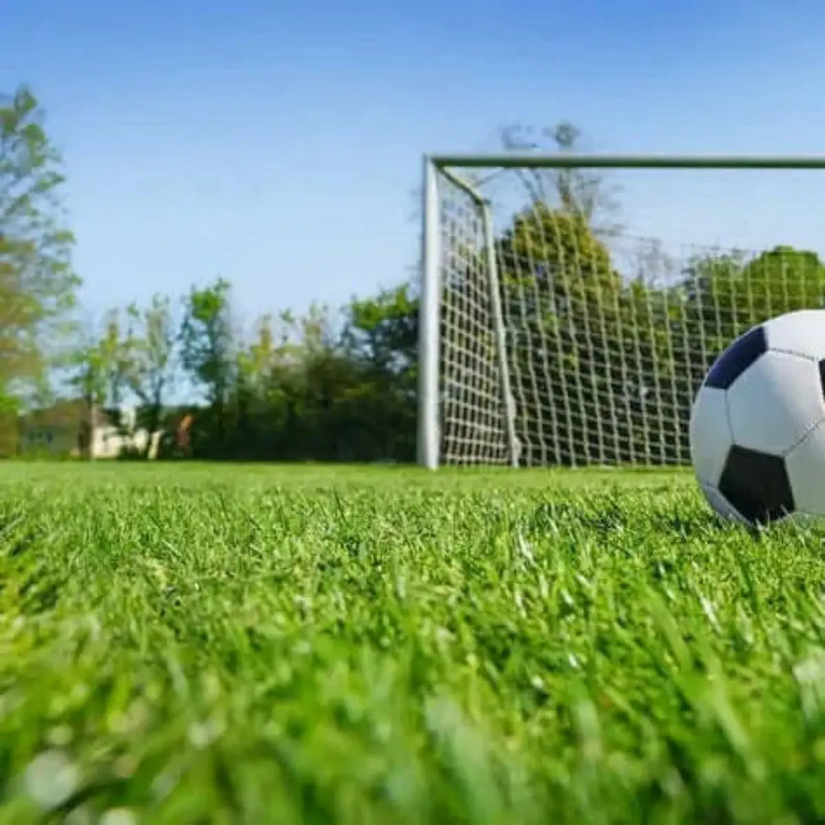 Anti mousse et gazon naturel plus vert Mineravi zulueta