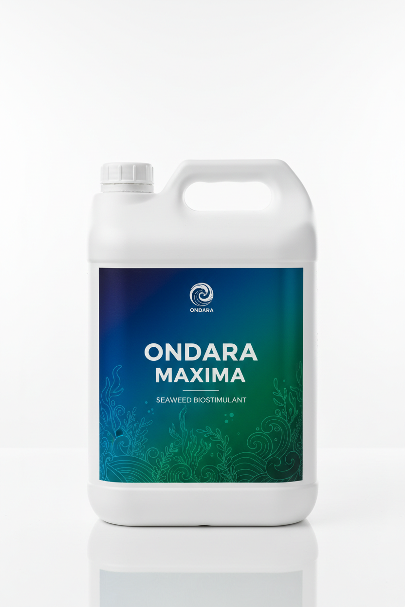 Ondara Maxima — Des algues qui stimulent le développement dès le départ