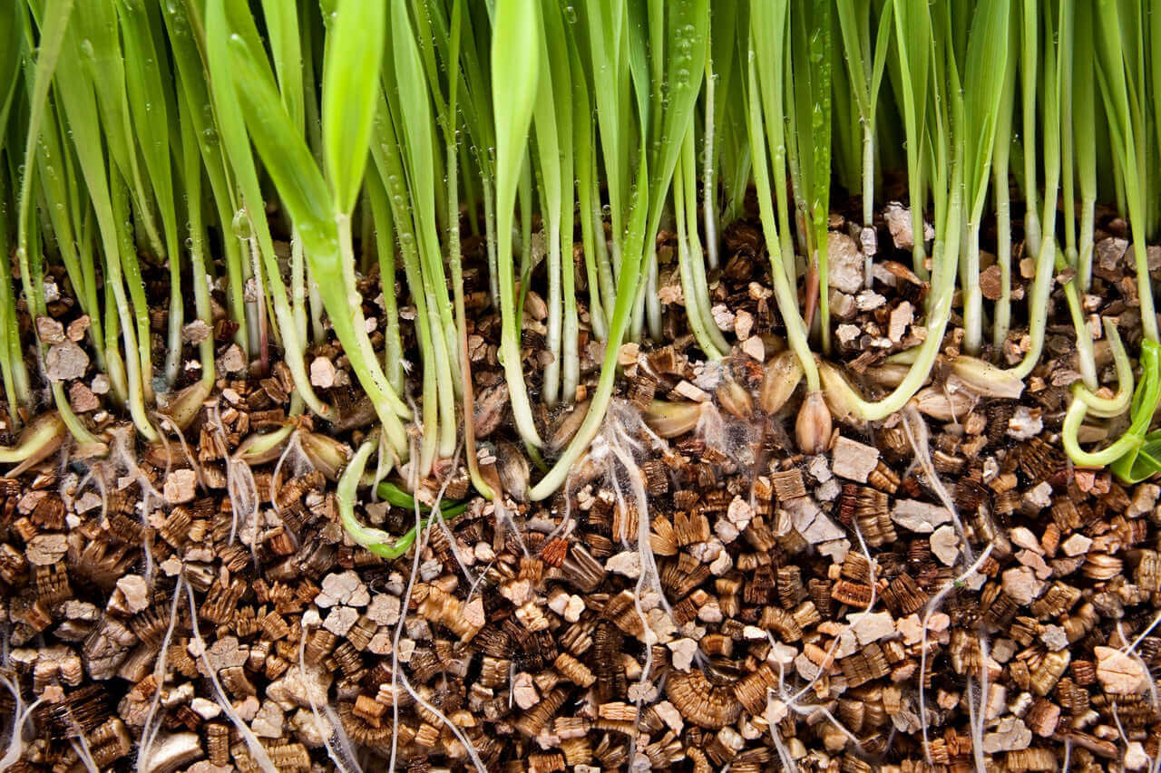 Vermiculite pour plante  Substrat léger et imputrescible