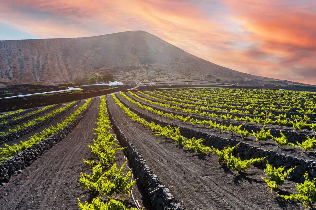 Qué-son-los-Vinos-Volcanicos Mineravi