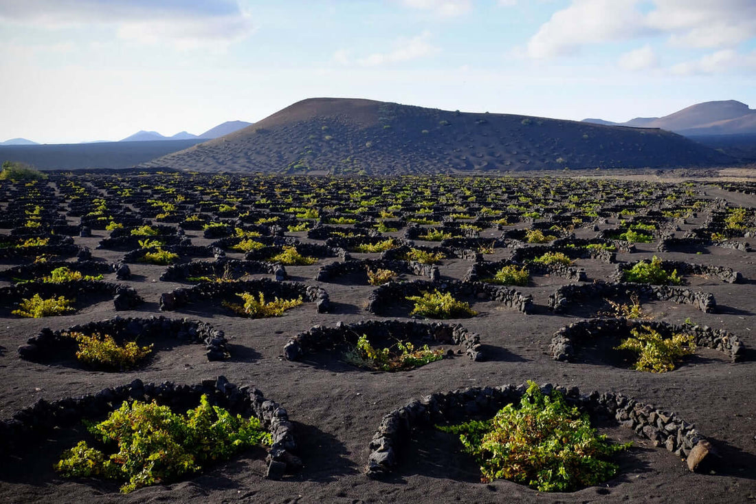 Relación-entre-vinos-volcanicos-y-las-enmiendas-agricolas-volcanicas Mineravi