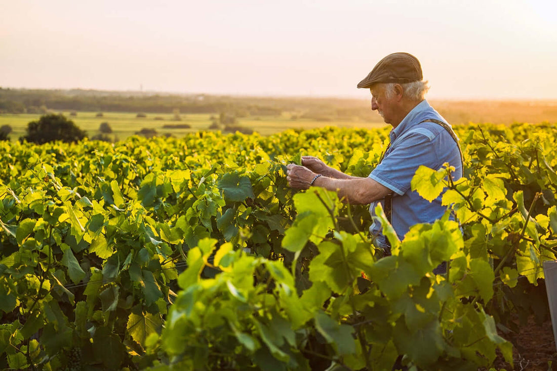 La-Influencia-Volcánica-en-la-Viticultura-Vinos-Volcánicos-y-Enmiendas-Agrícolas Mineravi