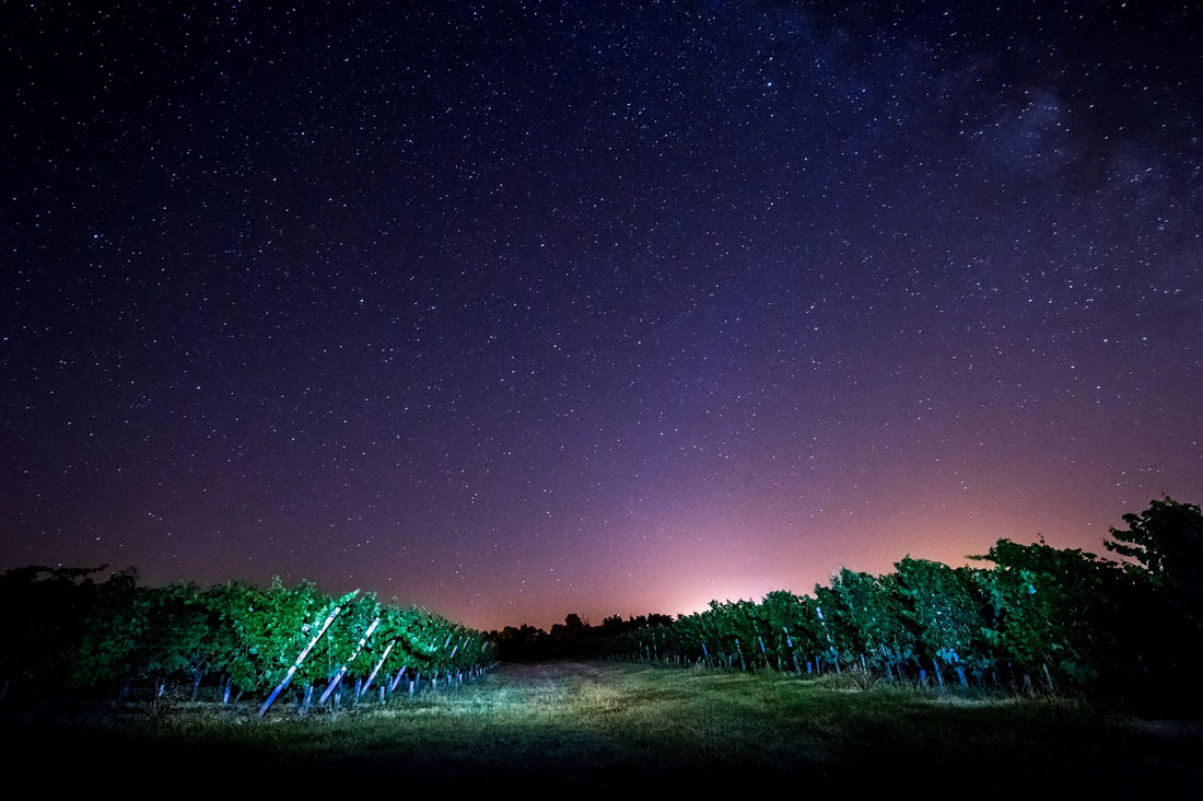 El-Arte-de-los-Vinos-Biodinámicos-Un-Viaje-a-través-de-la-Viticultura-en-Armonía-con-el-Cosmos Mineravi