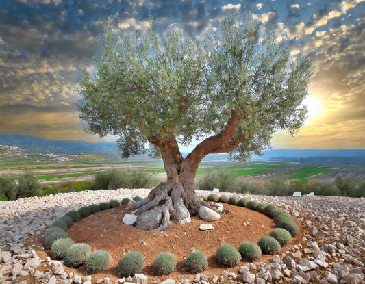 Enmienda olivos compost humus basalto