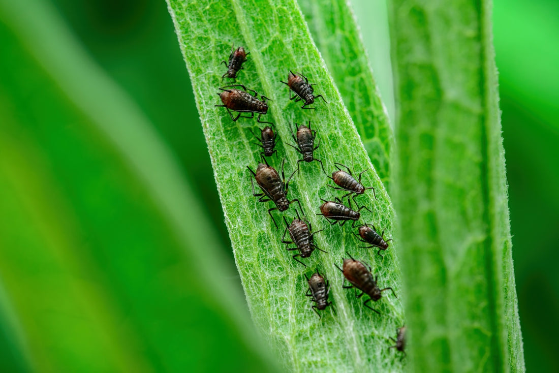 Combatiendo-el-Pulgón-Negro-con-Tierra-de-Diatomeas-Una-Solución-Natural Mineravi