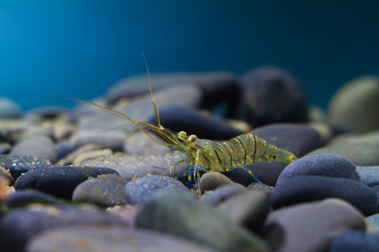 Mascotas Mineravi