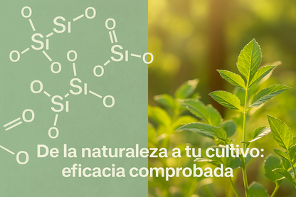 Extracto de Cola de Caballo 5 L 