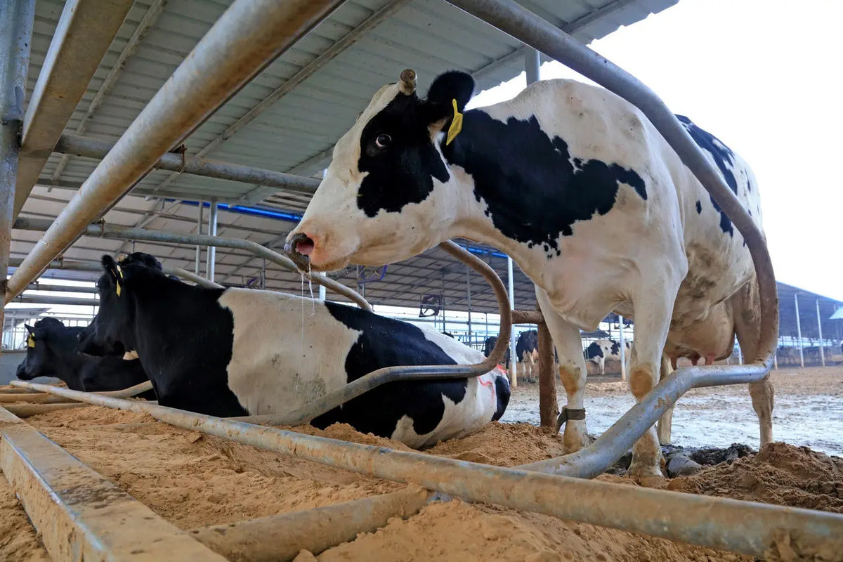 Litière en sable pour vaches Vicasani Mineravi