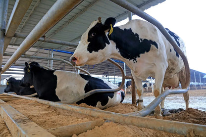 Arena lecho cama para vacas Vicasani Mineravi