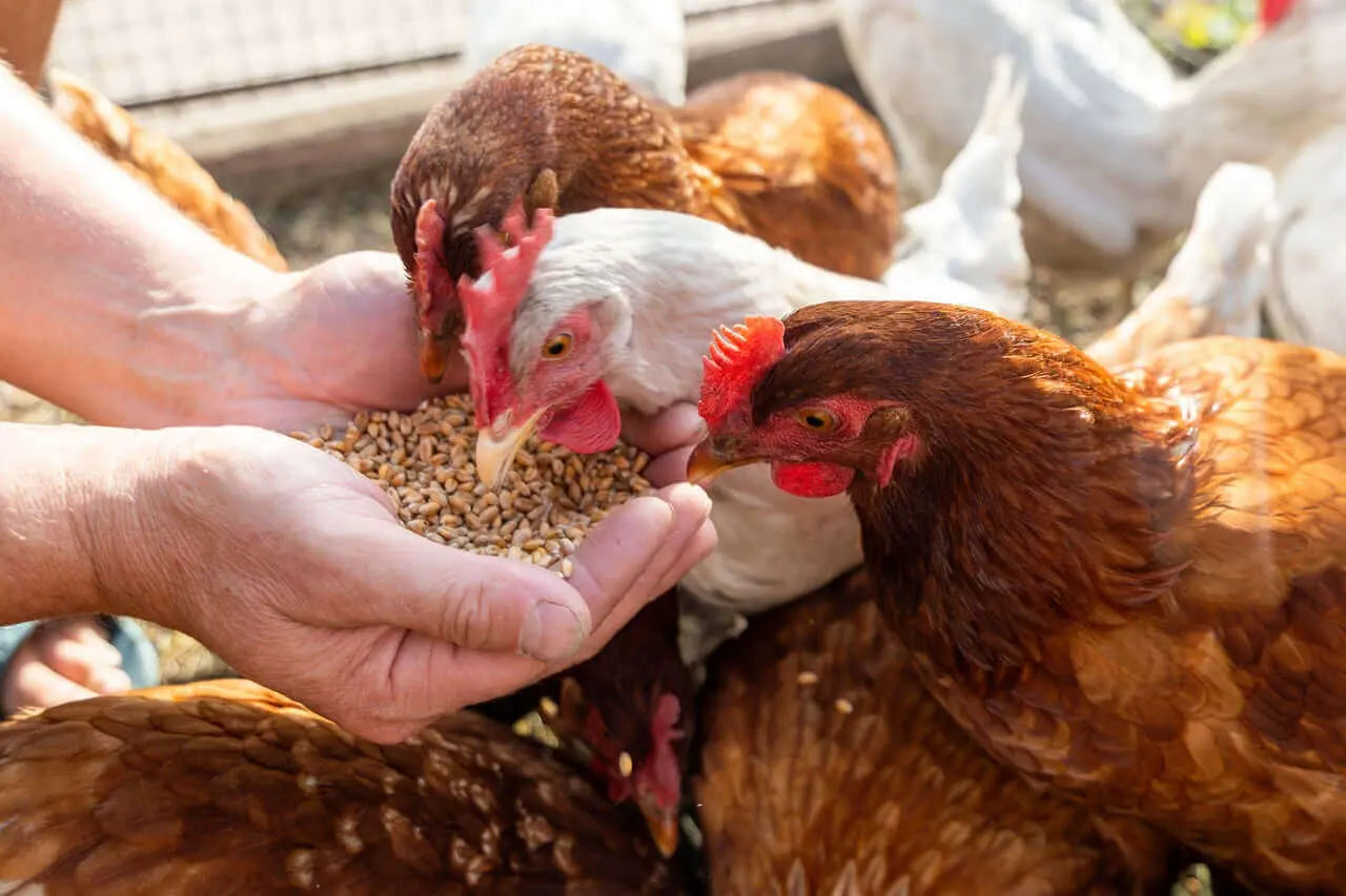 Carbonate de calcium pour poulets